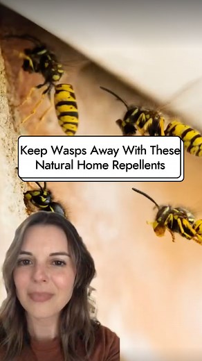 4.2K views | Keep pesky wasps away from your home with these natural wasp deterrents and DIY repellents that really work. You can even use a plastic water bottle as a wasp trap! #TheSpruce #pestcontrol #homehacks #homeimprovementprojects #lifehacks #tipsandtricks | The Spruce | Facebook
