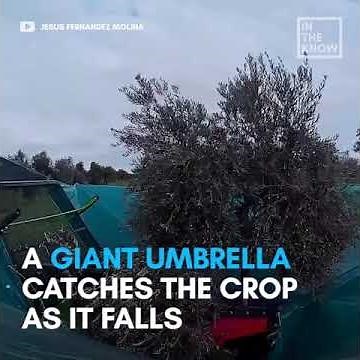 Tree-shaking machine harvests nuts and olives from branches