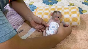 Lovely Newb0rn Babiii Bill Yawning Biq MOuth Refuse MOm Wrappping His Hand Part 11 | Monkey Wild