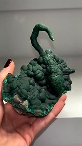 Crazy Green Malachite specimen formed like a scorpion!! Locality: L’etoile du Congo mine, Lubumbashi, Congo Credits: @pacificminerals Geology Love
