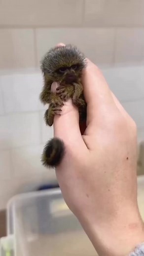 finger monkey | #shorts #viralvideo #facts | Fact Hub