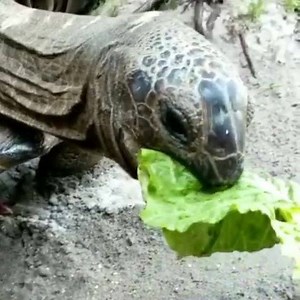 38 reactions | Aldabra tortoise (Aldabrachelys gigantea). | McCarthys Wildlife Sanctuary | Facebook