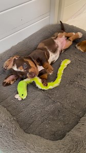 Ruffhouse Dachshunds on Reels