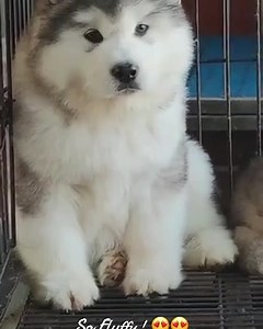 So cute 😍😍 . . . #husky #puppy #puppylove | Purs N Grrz BD