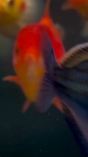 So hard to choose which fish to put in our 1500 gallon Tank in the office. #orandagoldfish #tkgfgoldfish #orandashorttail #pet | The Koi and Goldfish Factory