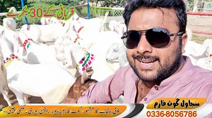 #Bakra_Eid_Goat_Farming_Rajanpuri_ | Sajawal Goat Farm