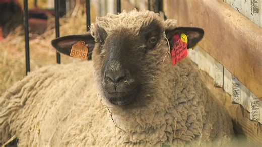 Ohio farmers to get state aid as USDA declares natural disaster in 28 counties