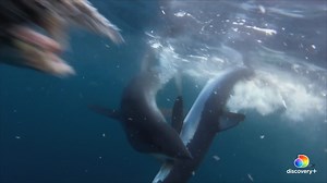 106K views · 2.7K reactions | Mako sharks aren't afraid to assert dominance in a territorial standoff. 麗 Get a taste of #SharkWeek EARLY and stream Return to Shark Vortex right now on discovery+. Then don’t miss the main event starting Sunday, July 11 at 8p on Discovery and #discoveryplus. | Shark Week | Facebook