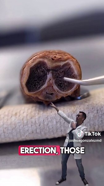 Exploring Human Penis Anatomy: A Close-Up View