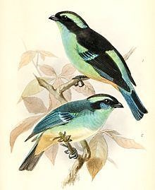Blue browed tanager - Alchetron, The Free Social Encyclopedia