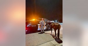California horseback rider busted for alleged DUI