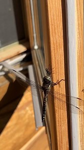 Darner Dragonflies got their name from their body shape looking like a darning needle (sewing needle used to patch holes). They are the largest type of dragonfly in Alaska and are avid hunters. Adult dragonflies eat smaller insects while the aquatic dragonfly nymphs (teenage insects) eat other insect larvae and small fish. The nymphs are also intolerant to pollutants so if you find them in a body of water, it is probably pollution-free! Watch as this darner dragonfly eats another insect! #Wildli