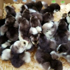 93 reactions · 11 shares | Box of chocolates. Totally fat free but oh so sweet. #chocolate #orpingtons | Chicken Scratch Poultry | Facebook