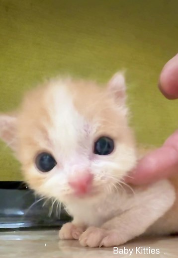 Baby Kitties Playing: Cute Adorable Kittens