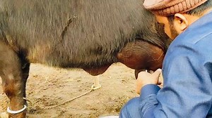 3.8K views · 47 reactions | buffalo milking with hand | 15 litr milking buffalo | Village Farming Info | Facebook