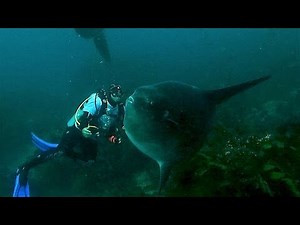 Giant mola mola are nature's most bizarre & mysterious animals