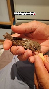 1K views · 145 reactions | RESCUED SPARROW BIRD TRYING TO EAT BANANA ❤️ #animallover #PetLovers #birdlovers #bird #sparrowbird #rescuedbird #fypシ゚ @highlight | Emily Mabilangan | Facebook