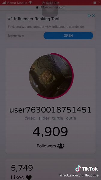 Turtles on TikTok