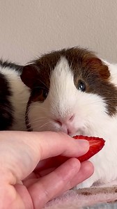 Guinea Pig ASMR: Adorable Oreo & Brownie Munchies