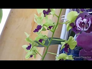 #орхидеи🌺цветение🌺 прекрасных орхидей🌺