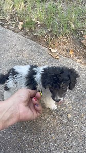 Little Radar says you can call me whatever as long as u rub my belly 😍😍😍 | Poetry Poodles