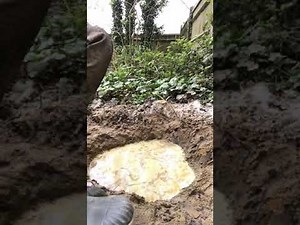 Dunlop Acifort Wellies in Mud