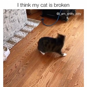 60K views · 2.9K reactions | Cat.exe has stopped working - : @i_am_shitty_kitty, Instagram | Meowingtons | Facebook