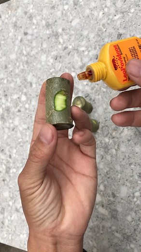 Extracting Adenium flowers with potato tubers #Growing #Planting #FlowerPlant #Anthurium #plantingroots #rosegrafting #rosegarden #roseflowers #aloevera | Zaser