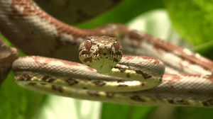 Amazon Tree Boa Corallus Hortulanus 스톡 동영상 비디오(100% 로열티 프리) 459169 | Shutterstock