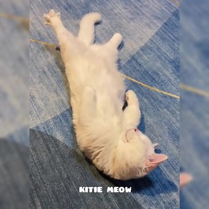 2.7K views · 100 reactions | Everytime when I get up | Kitie Meow | Facebook