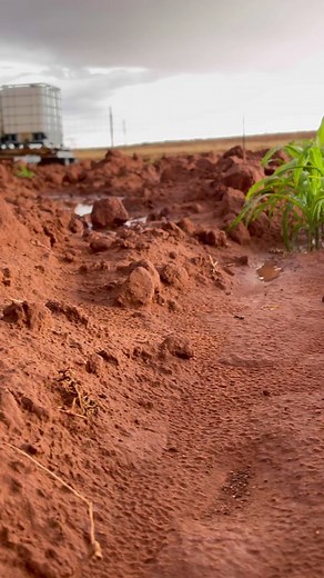 Rain ⛈ #navajo #navajonation #navajotiktok #nativetiktok #nativetiktoks #nativeamerican #corn #planting #wateringplants #farming #culture #tradition