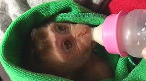 Baby Monkey Zono Very Sleepy After Drink Milk, Mom Comfort Baby Zono To Sleep | Monkey Kid