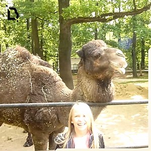 Wild and Unpredictable🐻💥 | Book Of Teenager