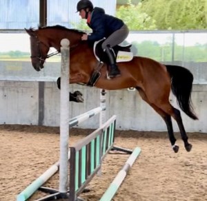 STRIKING & VERY HONEST LITTLE MARE Lovely 15.1hh, 5yo, Thoroughbred Mare. She's never trained or raced & she’s been slowly & professionally backed. She’s competed at training shows & XC schooled jumping 80-90cm, she's not phased by anything! She came 4th at 90cm at Allen’s Hill with a lovely clear round. She’s been on her first fun ride, she was impeccably behaved & she jumped everything in front of her. She has an excellent temperament & she’s very sweet natured - a beautiful young horse to pro