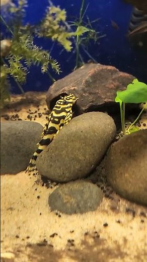 RARE SIGHTING LEOPARD FROG PLECO (L134)💥💥💥