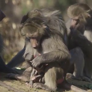 From 3 months - 23 years old, come meet our 20-member troop of social and intelligent hamadryas baboons now in Africa Rocks. 🐒 bit.ly/NewBaboons | San Diego Zoo