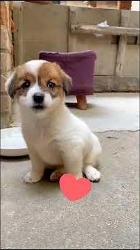 #reelsvideo #fypyoutube #fypviral #subscribe #lovedogs #cute #likeforlikes