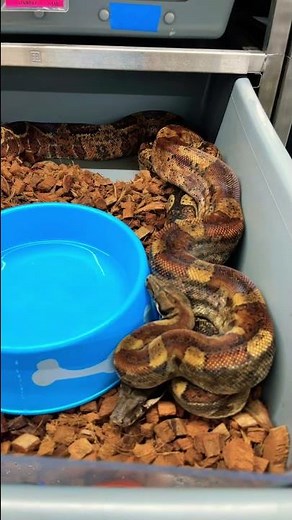 2022 Boa Breeding Season - A glimpse behind the scenes at Jason’s Exotic Reptiles #shorts
