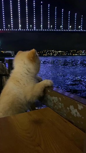 #keşfetteyizzz #pomeranian #boo #köpekvideoları #fypシ #tiktok