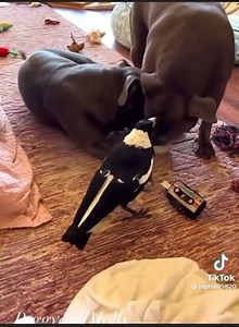 Any animal that plays has a soul for sure... | Tony Knight - The Dog Listener