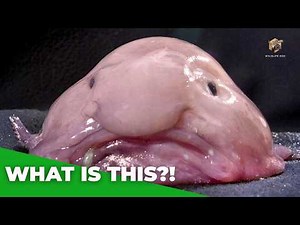 The World’s Ugliest Animal! Meet the Blobfish!