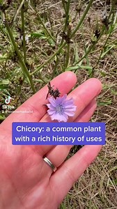 Chicory is a common plant that can be found this time of the year in many parts of North America. | The Bitter Herbalist