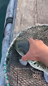 22K views · 180 reactions | The cuteness of puffer fish | Geographical Beauty | Facebook