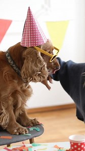 Coverage as unlimited as your love. Join 620,000 pet parents who trust us. | Healthy Paws Pet Insurance