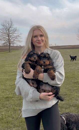Scout and Winnie are two of our available miniature F1b bernedoodle puppies! They are searching for their forever families and turn eight weeks of age April 29th. Scout and Winnie are hypoallergenic and non-shedding, perfect for families with allergies. Scout has a silky soft wavy coat whereas Winnie has a curly coat. Estimated maturity is around 28-35 pounds depending upon diet and exercise. Both puppies have outstanding family friendly demeanors. We pride ourselves for breeding specifically fo