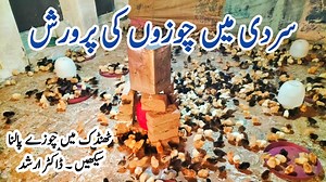 19K views · 828 reactions | Winter Chicks Care | How to Raise Baby Chicks in Cold Months | Dr. ARSHAD | Dr. Arshad Veterinary Clinic | Facebook