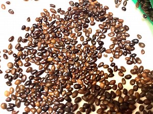 Sea Buckthorn Shrub Seeds (HIPPOPHAE RHAMNOIDES) (seaberry) - Etsy