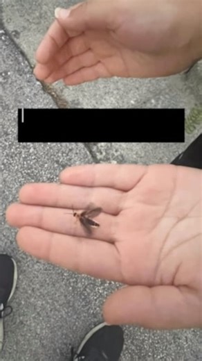 Catching fireflies with the kids #Fireflies #Summer | Dave Bondy