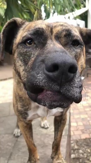 2 more sleeps till the big adoption day Ripley asks every 5 minutes if it's time yet Daisy is working hard on her tricks and training And Boof ...well he is getting lots of beauty sleep in preparation Who will win your heart ? | A Mini Rescue