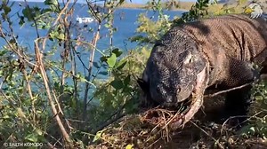 1.7K views · 42 reactions | Exploring Wild Nature on Reels | Facebook